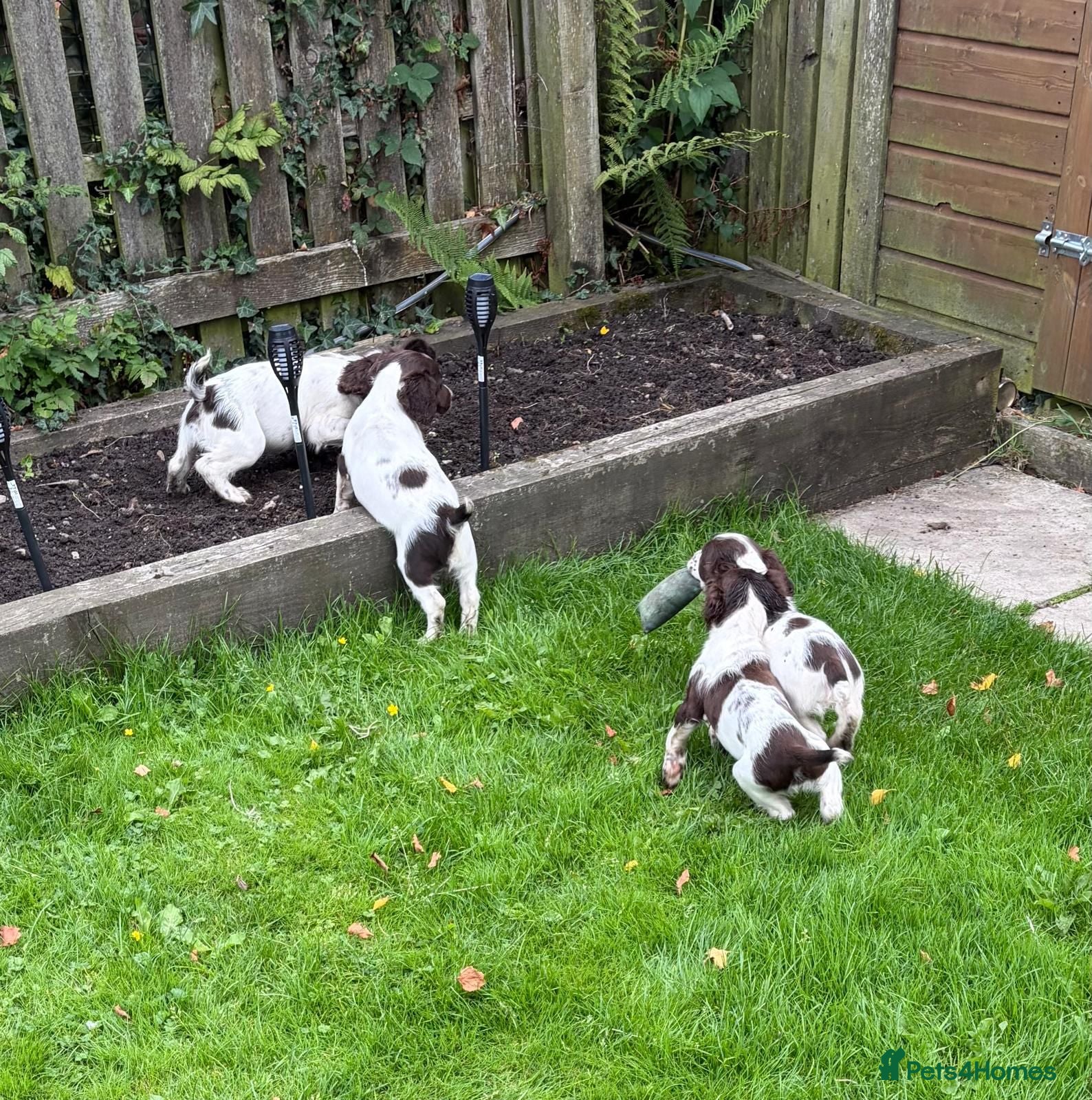 English Springer Spaniel dogs KC Registered English Springer Spaniel  - Advert 2