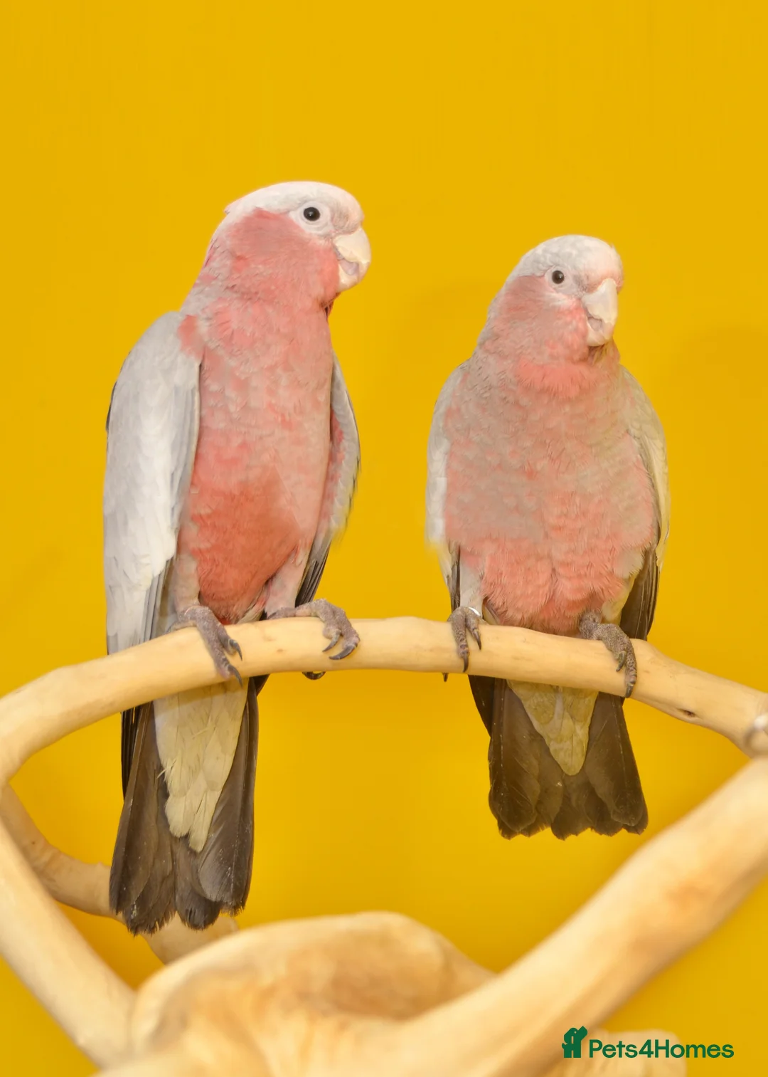 Parrots birds for sale: Talking Parrot and bird Available - Advert 2