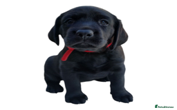 Labrador Retriever dogs for sale: KC Black Labrador Puppies - Image 6