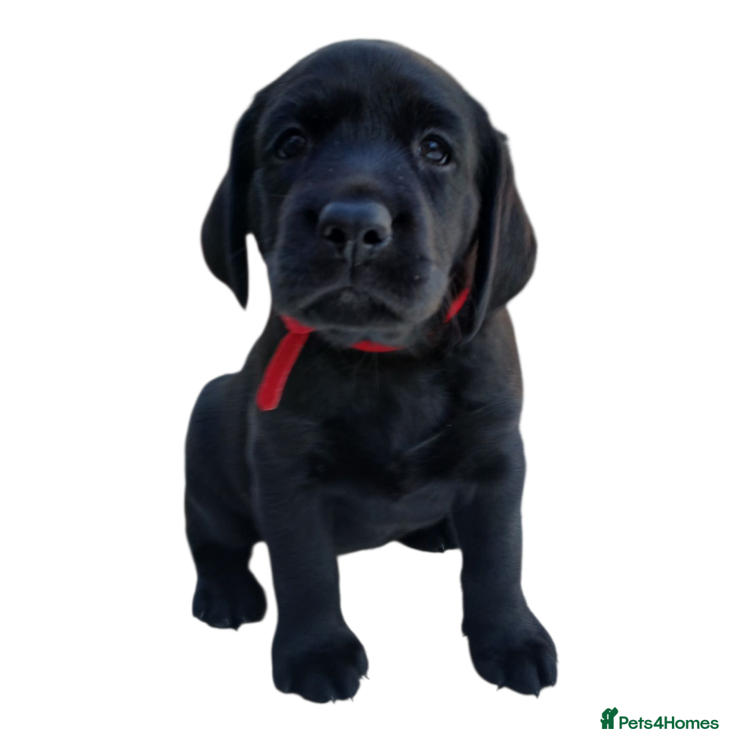 Labrador Retriever dogs for sale: KC Black Labrador Puppies - Image 6