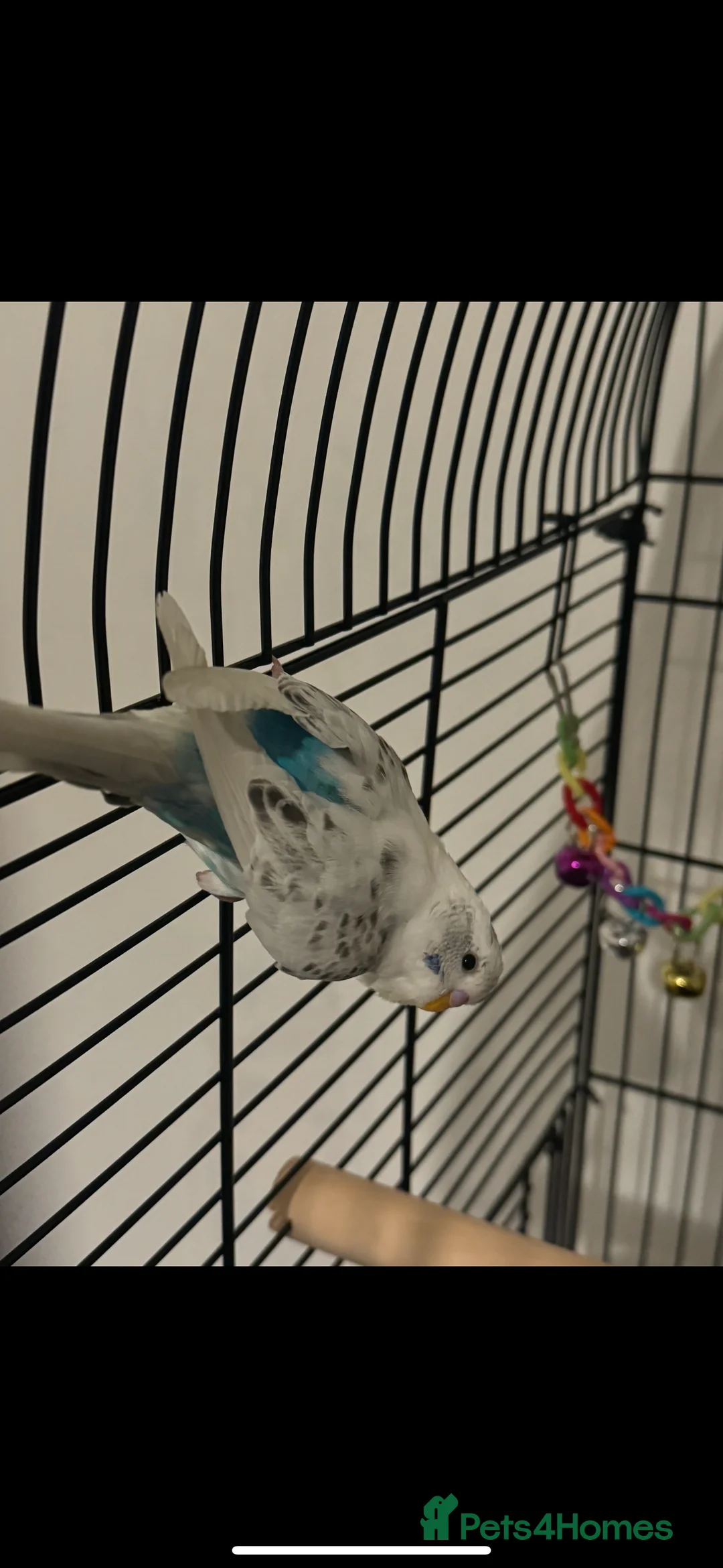 Budgerigars birds for sale: 2 Beautiful Budgies  in Chester-le-Street - Advert 3