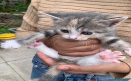 Mixed Breed cats for sale: 3 Kittens & Mother for Sale - Image 1