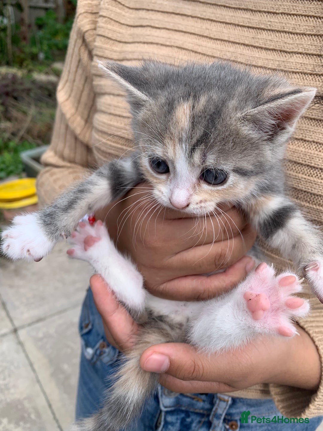Mixed Breed cats for sale: 3 Kittens & Mother for Sale - Image 1