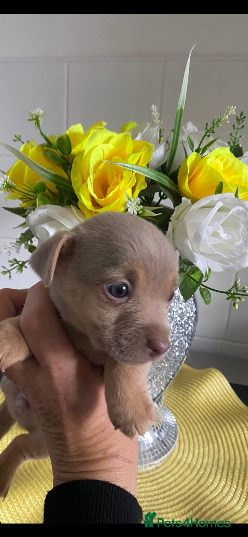 Jack Russell dogs Much Wenlock Jack Russell Puppies - Advert 12