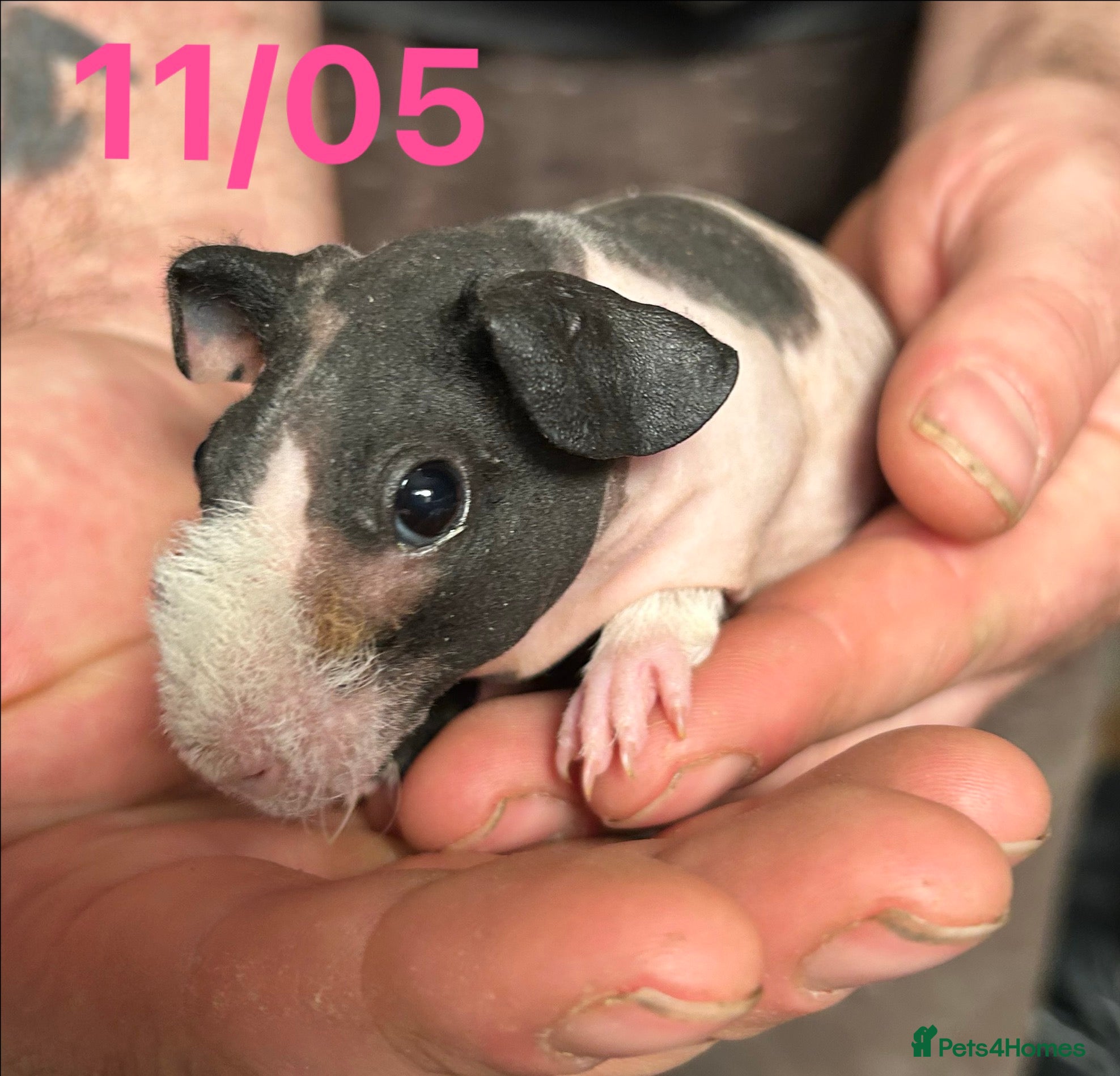 Guinea Pig rodents Skinny Pig Sows.  - Advert 2