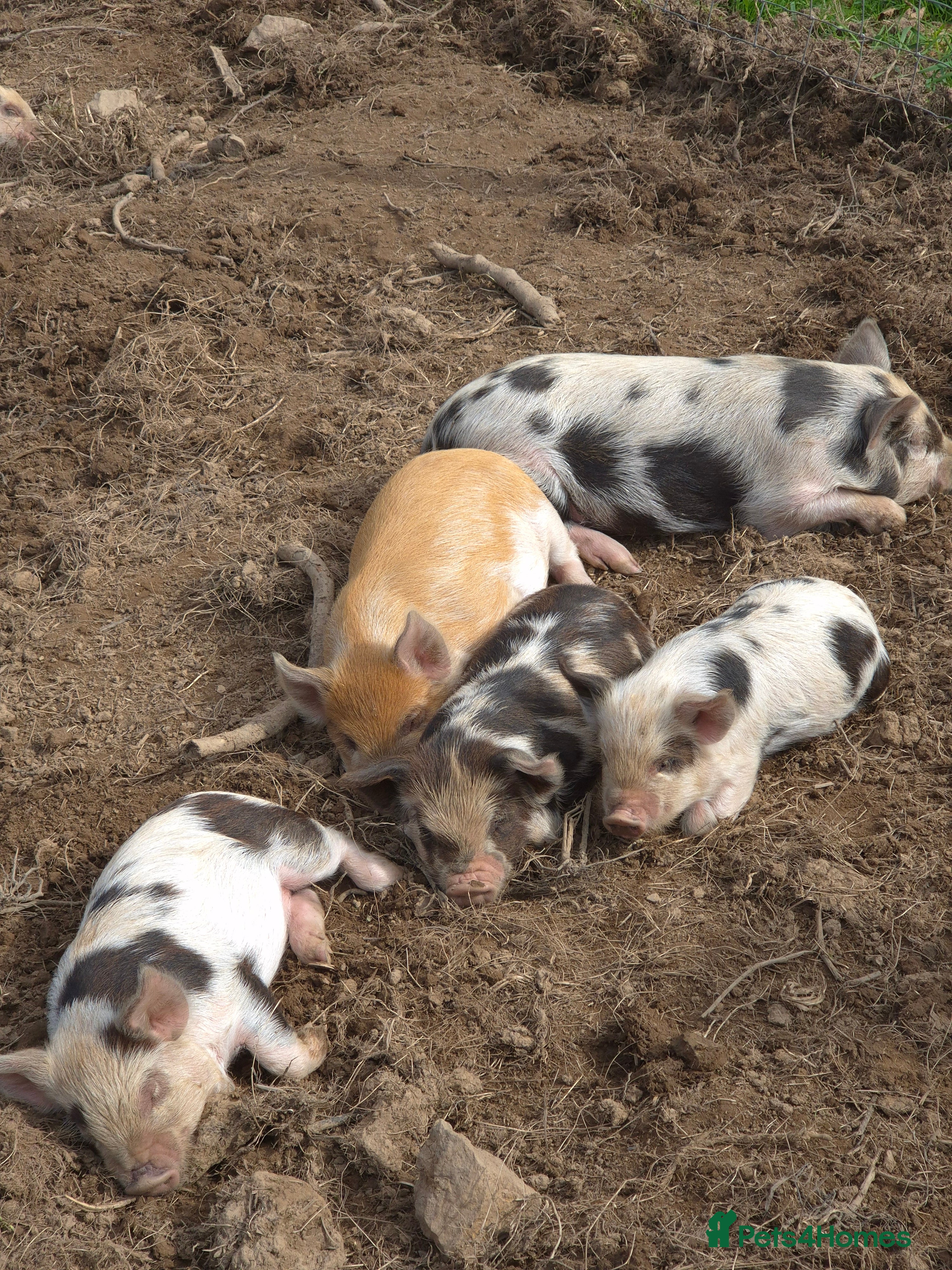 Pig livestock Stunning boys ready now - Advert 2