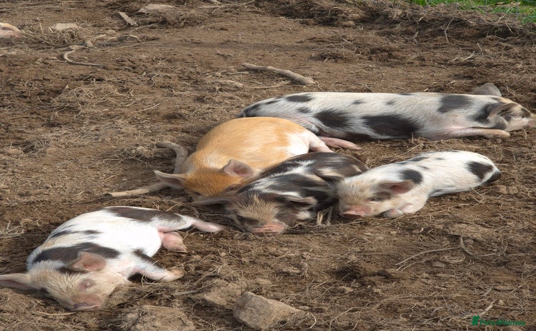 Pig livestock for sale - Advert 2