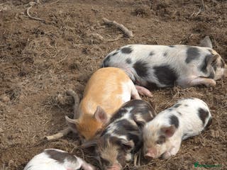 Pig livestock Stunning boys ready now - Advert 6