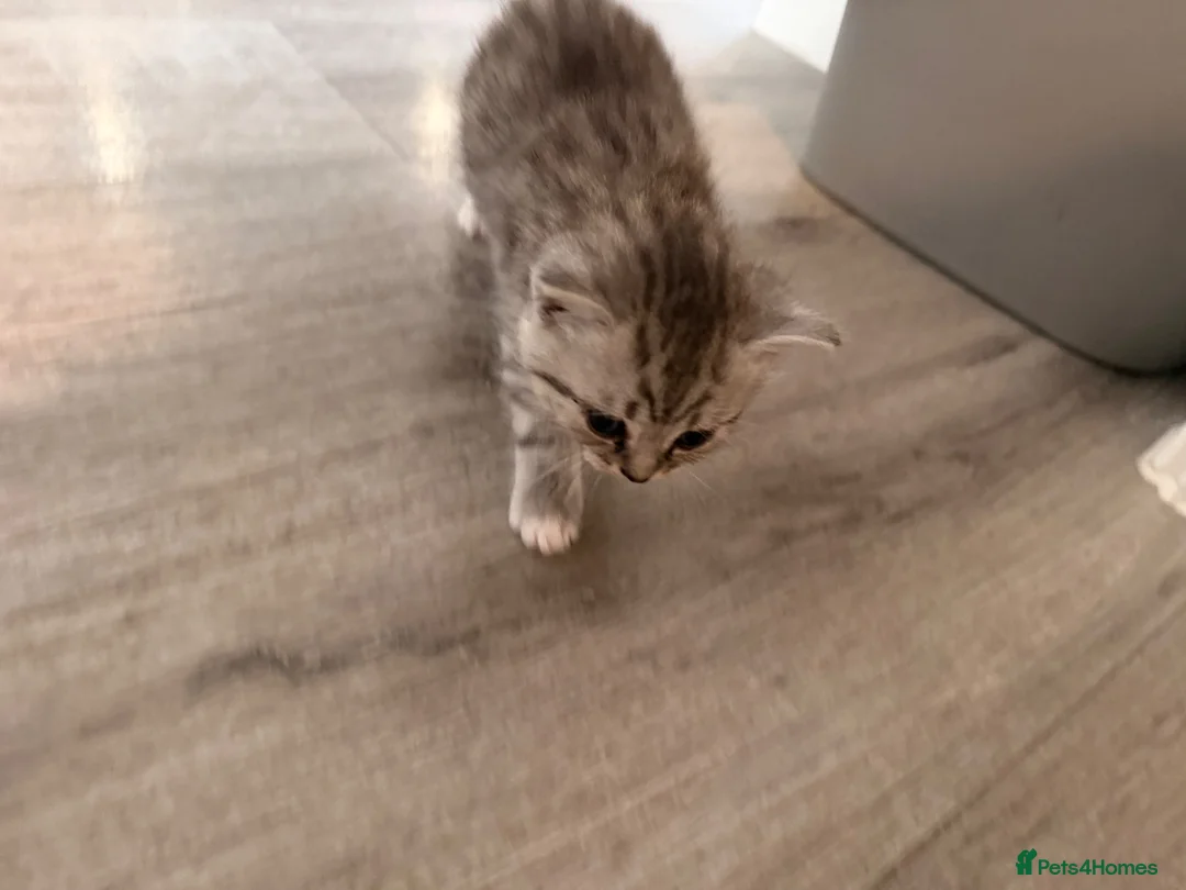 British Shorthair cats for sale: Mixed British short hair Kittens - Advert 2