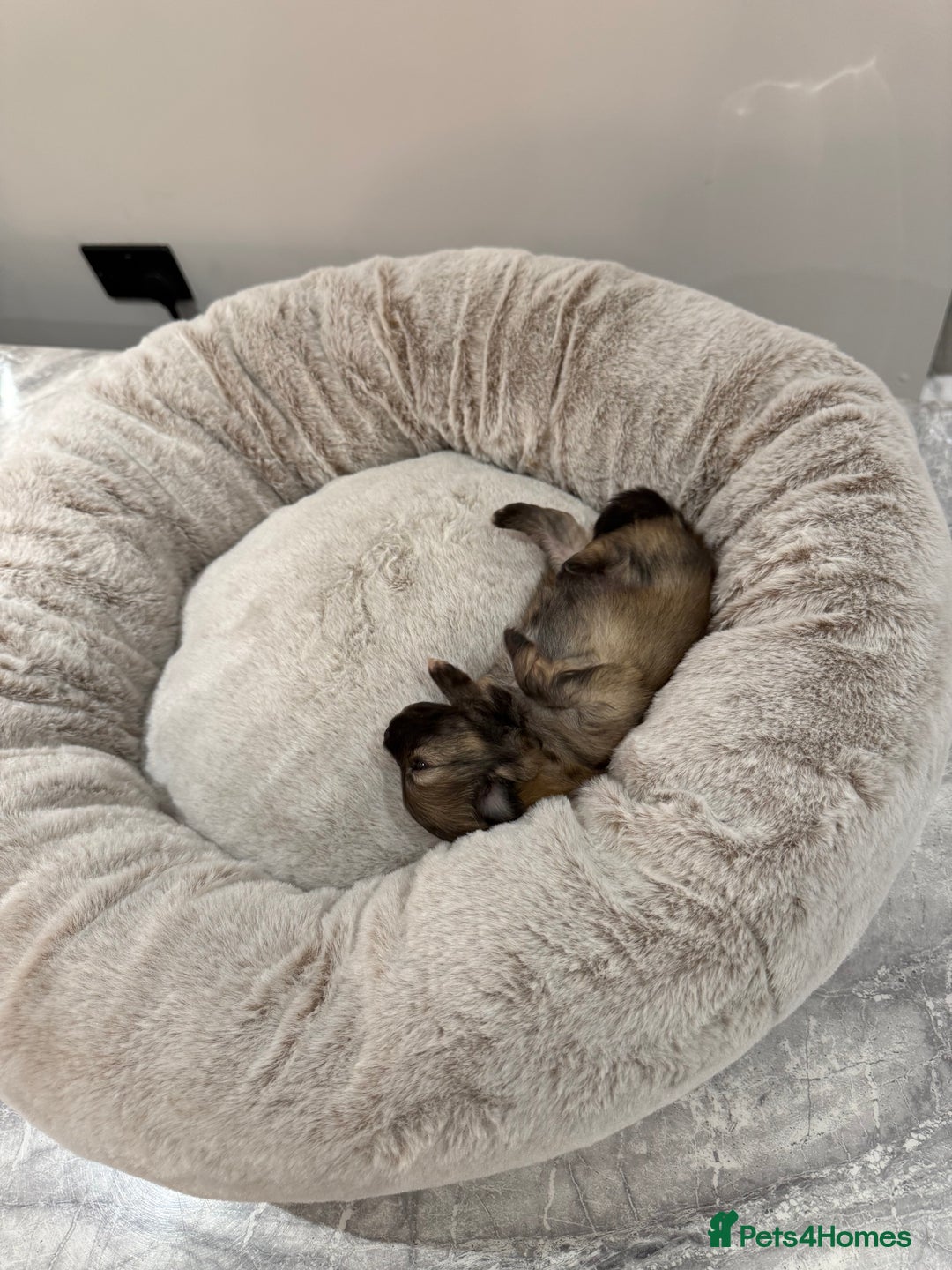 Pomeranian dogs for sale: Teddy Bear Pomerians  - Advert 6