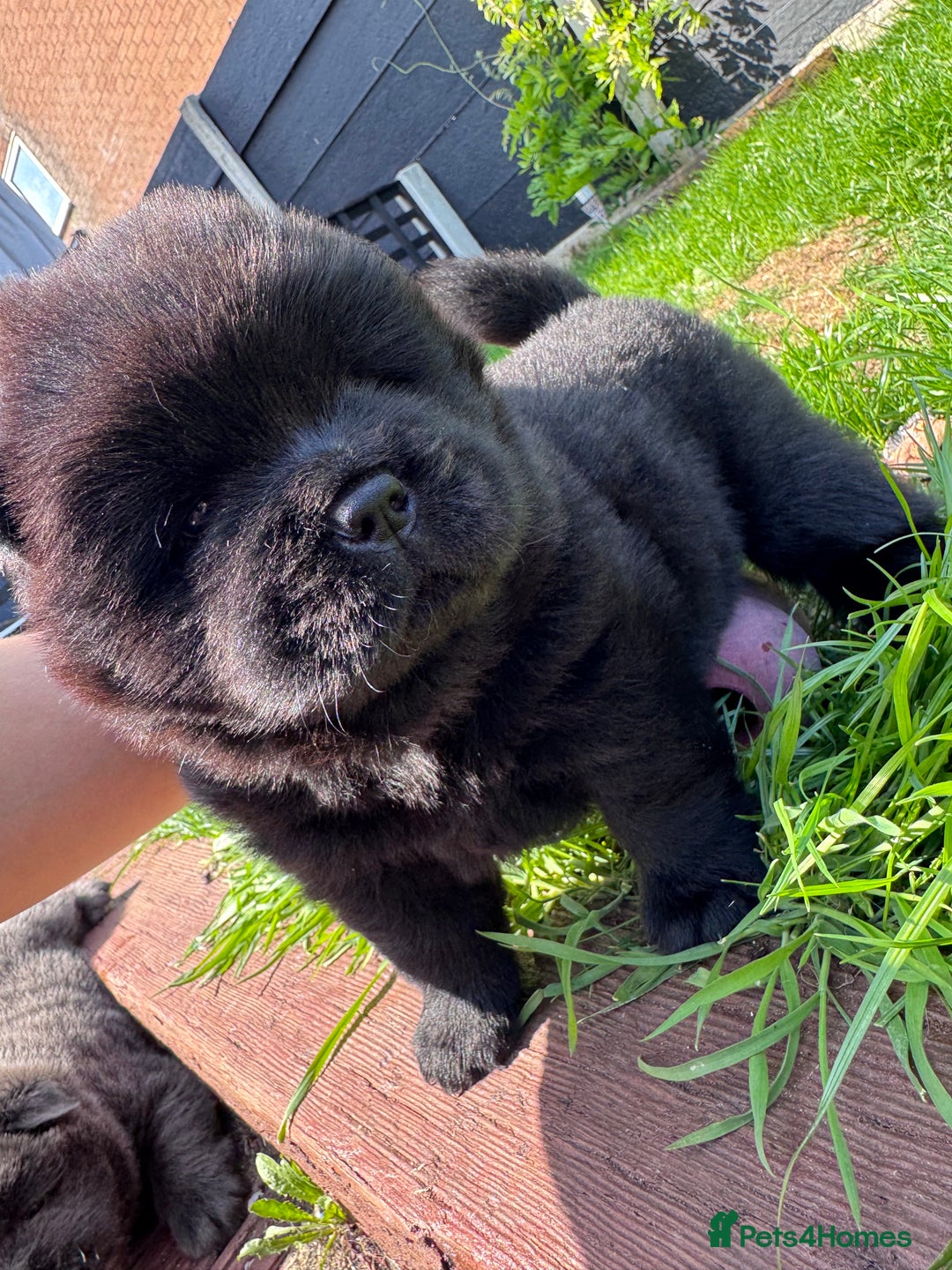 Chow Chow dogs for sale: Last 2 Beautiful chow chow puppies - Image 21