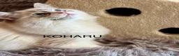 Ragdoll cats for sale: 100 % PURE RAGDOLL KITTENS FIFE REGISTRATION in West Drayton - Advert 17