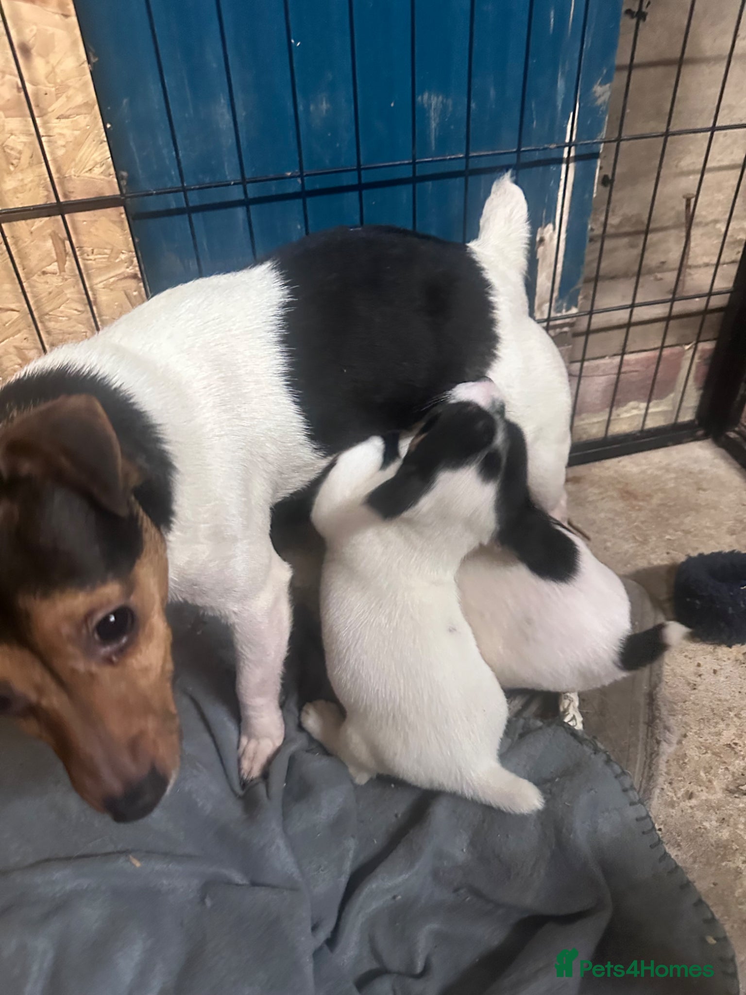 Jack Russell dogs Traditional jackrussel puppies - Advert 10