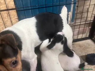 Jack Russell dogs Traditional jackrussel puppies - Advert 10