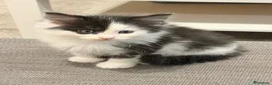 Maine Coon Kitten 1