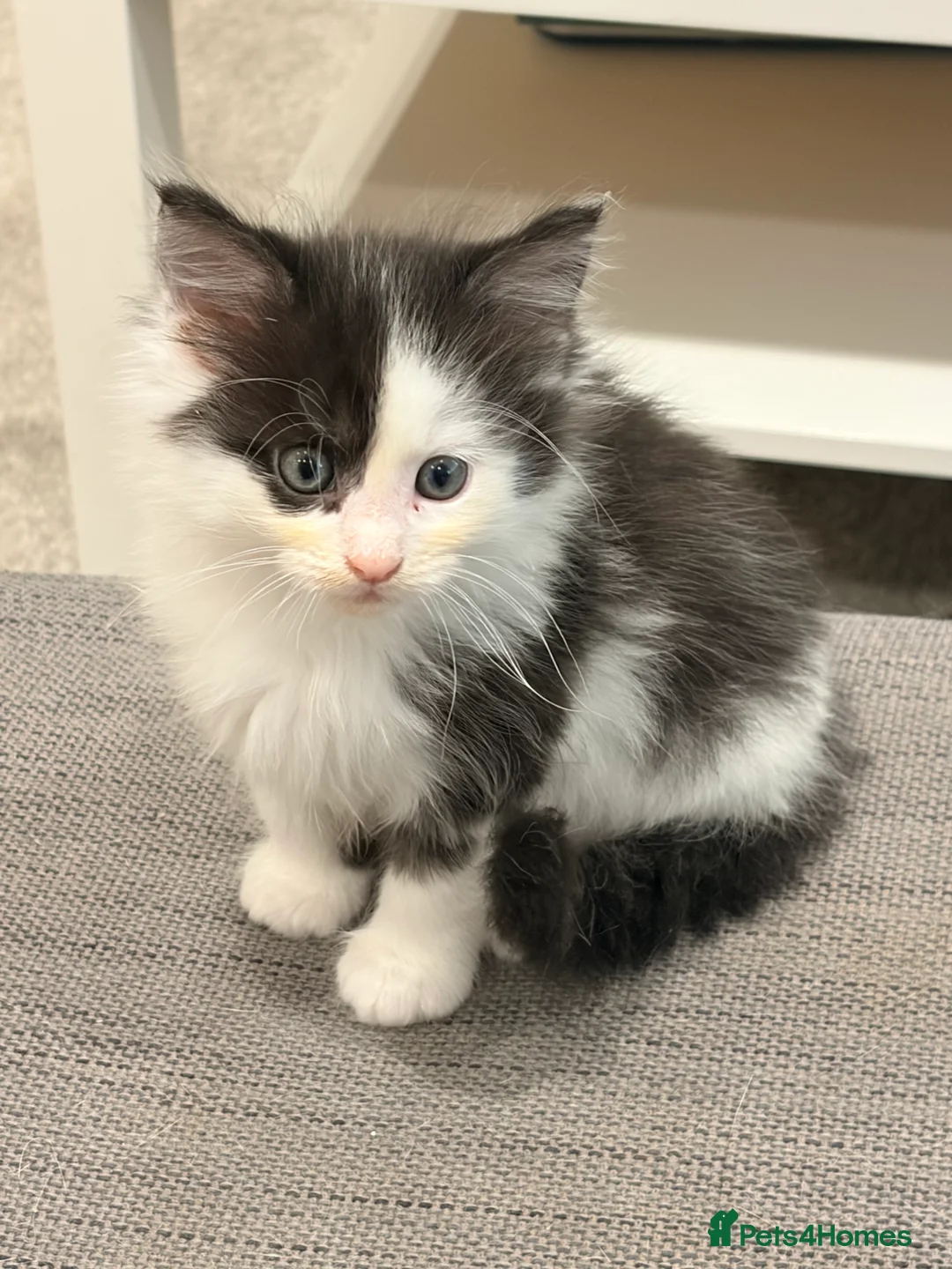 Maine Coon cats for sale: Mainecoon  - Advert 2