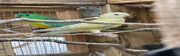 Parakeets birds for sale: Stunning young unrelated pair of Redrumps - Advert 2