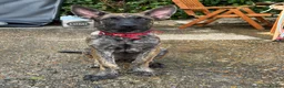 Belgian Shepherd Dog dogs for sale: Dutch Shepherd Puppies - Advert 1