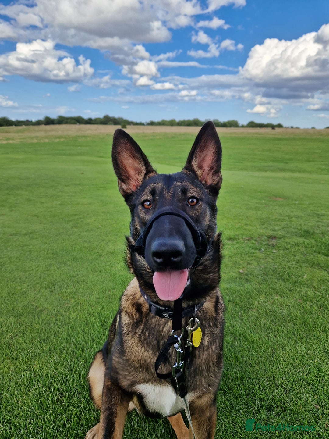 Mixed Breed dogs for sale: Malinois X sadly needs rehoming - Advert 5