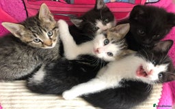 Mixed Breed cats for sale: Kittens for ready for new homes - Image 5