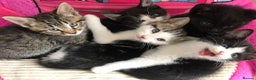 Mixed Breed cats for sale: Kittens for ready for new homes - Advert 4