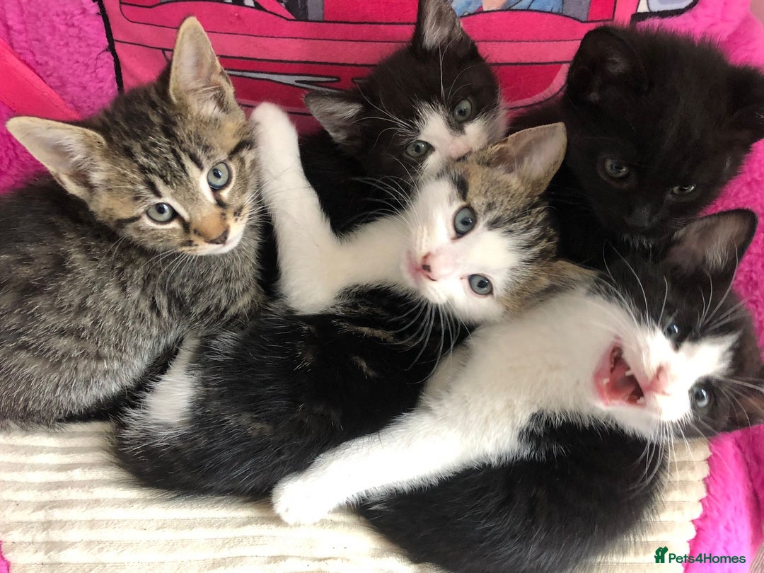 Mixed Breed cats for sale: Kittens for ready for new homes - Image 5