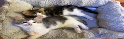 Mixed Breed cats for sale: 3 beautiful kittens ready to leave  - Advert 10