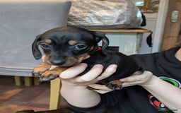 Miniature Dachshund dogs for sale: Wire X smooth mini dachshunds - Image 13