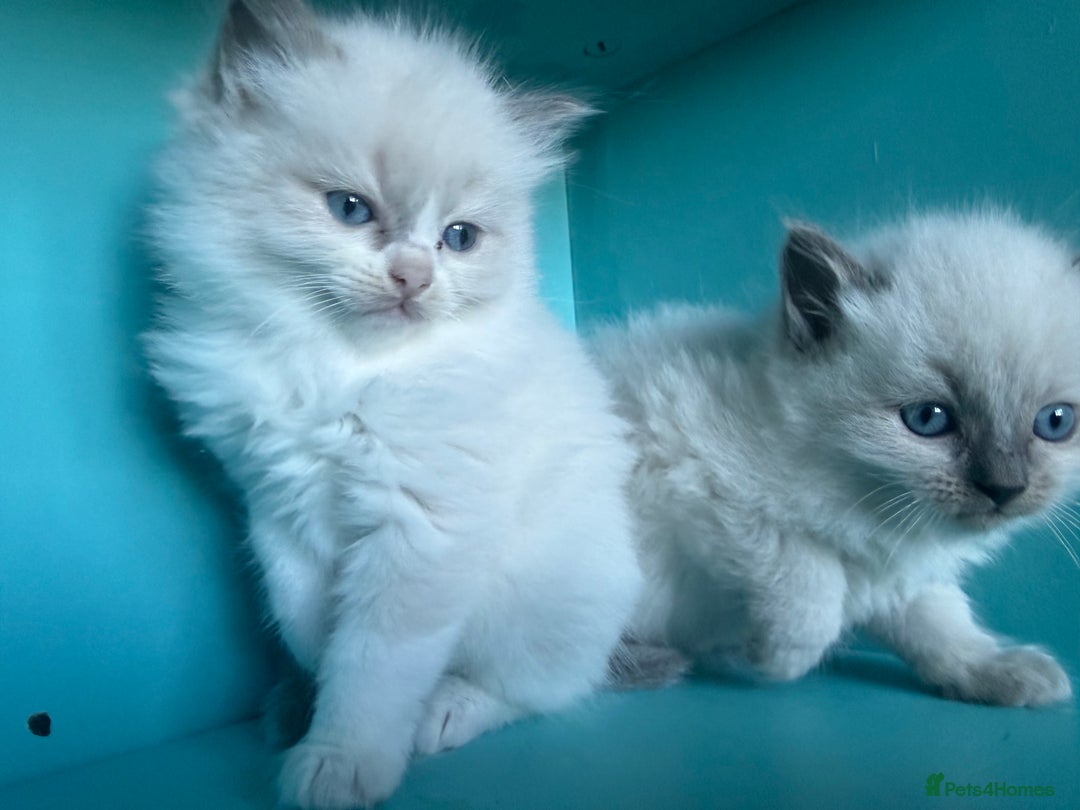 Ragdoll cats for sale: 📍1 FEMALE LEFT!🍼GCCF REGISTERED🐾 - Advert 27