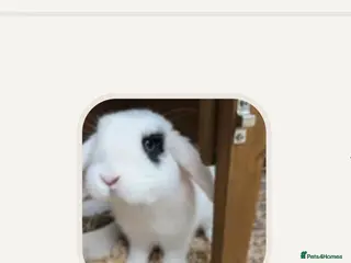 Dwarf Lop rabbits Rabbit - Advert 1