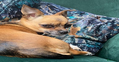 Mixed Breed dogs - Advert 5
