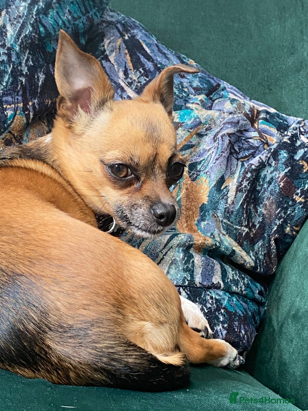 Mixed Breed dogs for sale: Needing forever home - Image 2