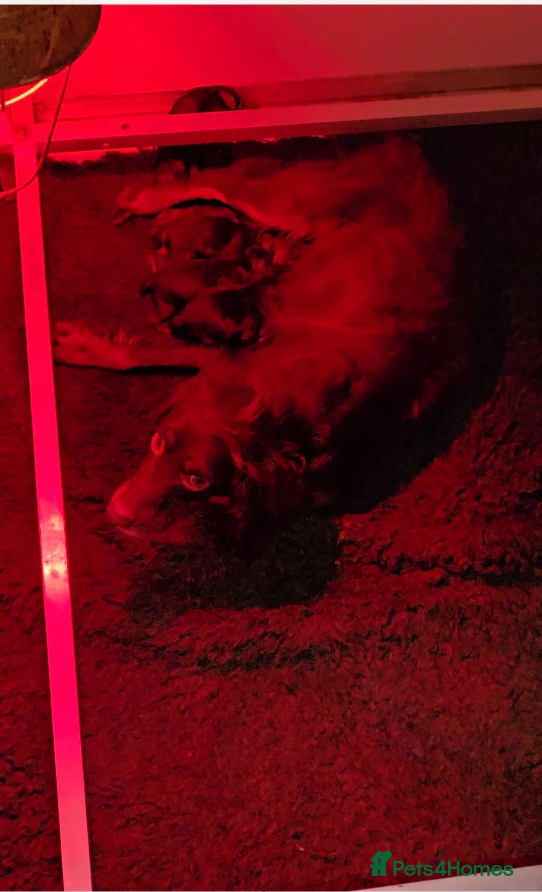 Cockapoo dogs for sale: 7 extreme quality cockapoo pups - Advert 2