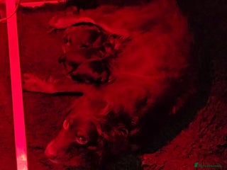 Cockapoo dogs 7 extreme quality cockapoo pups - Advert 1