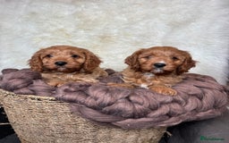 Cavapoo dogs for sale: DNA tested F1 Cavapoo puppies  - Advert 4