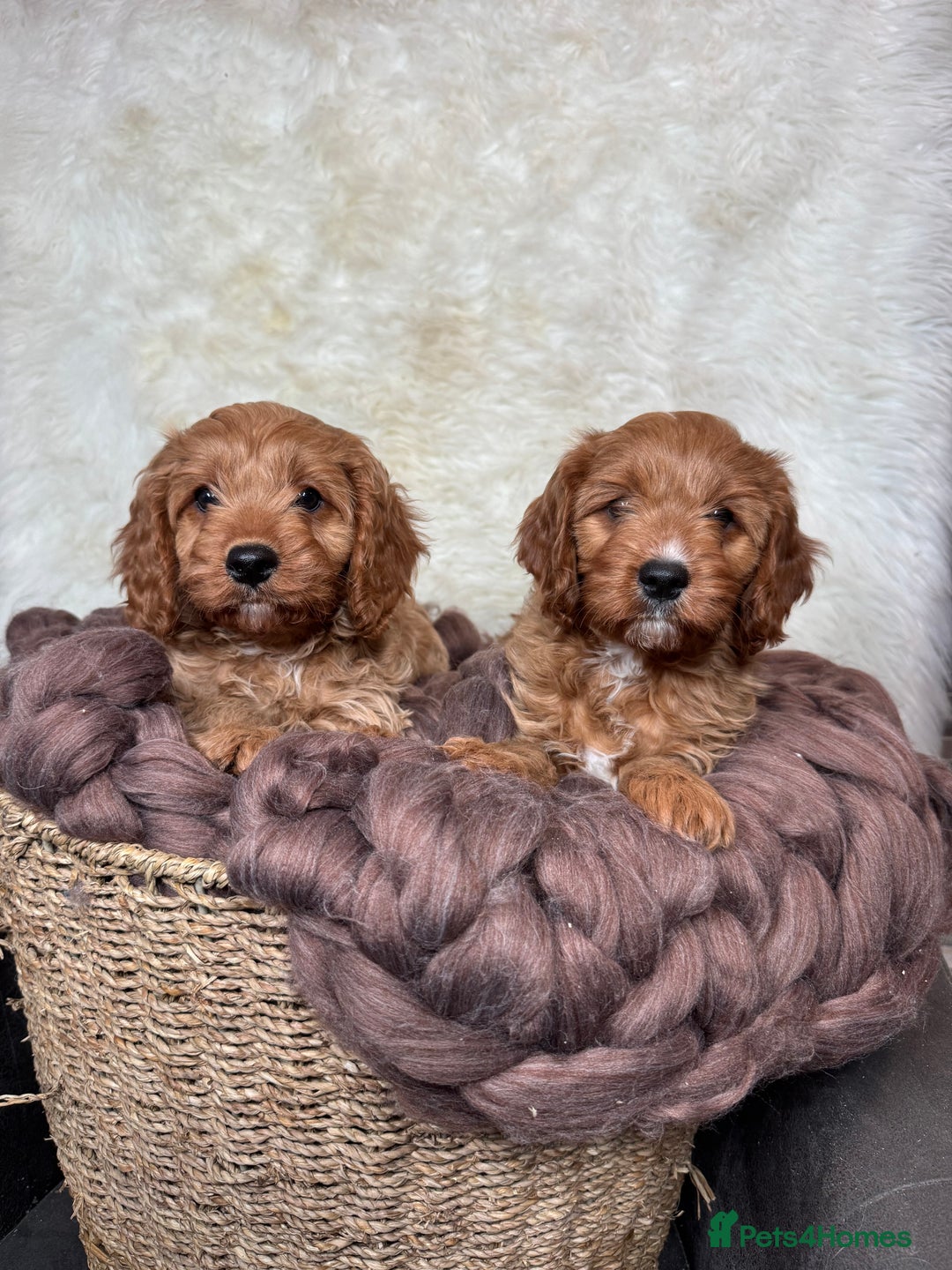 Cavapoo dogs for sale: DNA tested F1 Cavapoo puppies  - Advert 4