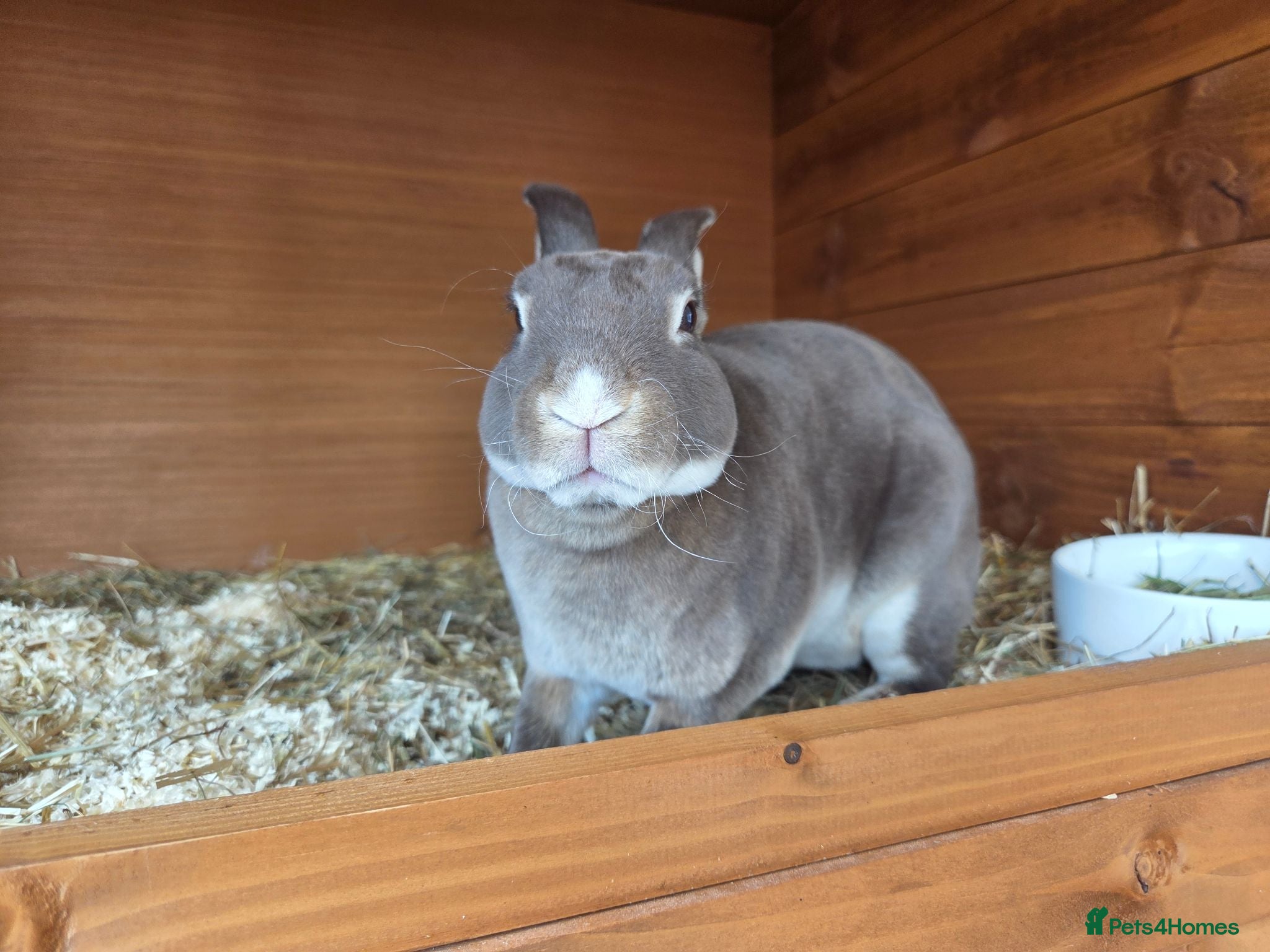 Rex rabbits Chocolate otter vm Doe - Advert 4
