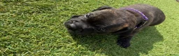 Staffordshire Bull Terrier dogs for sale: KC Registered Red/Brindle Staffy Puppies - Advert 6