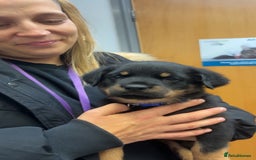 Rottweiler dogs for sale: Rottweiler puppy - Image 5