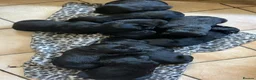 Labrador Retriever dogs for sale: 9 Pedigree Black Labrador Retrievers   in Llangadog - Advert 4
