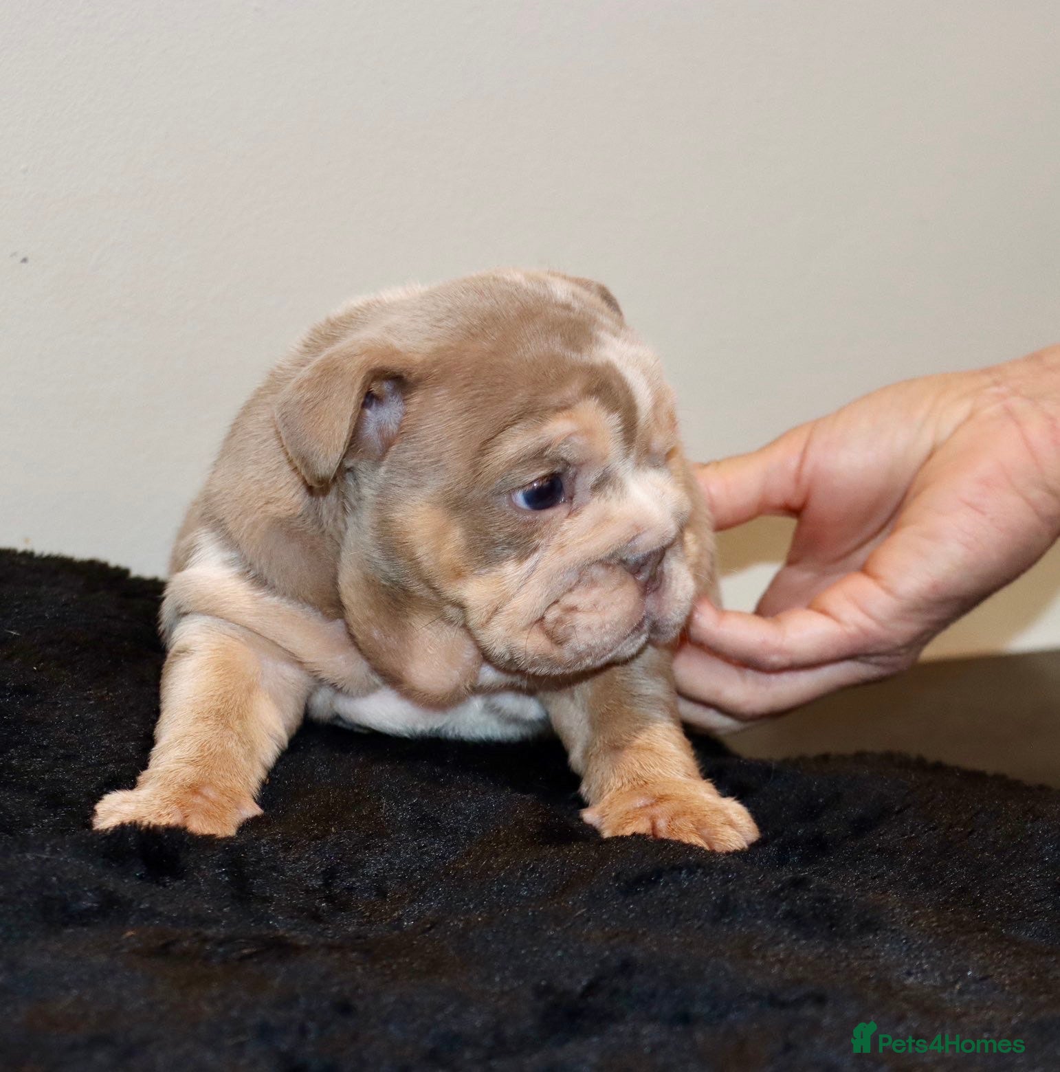 English Bulldog dogs 8 Stunning bulldog puppies, 4 males,4 females - Advert 2