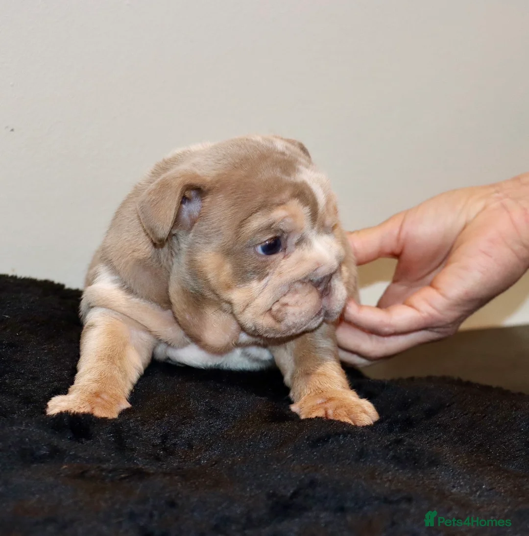 English Bulldog dogs for sale: 8 Stunning bulldog puppies, 4 males,4 females - Advert 2