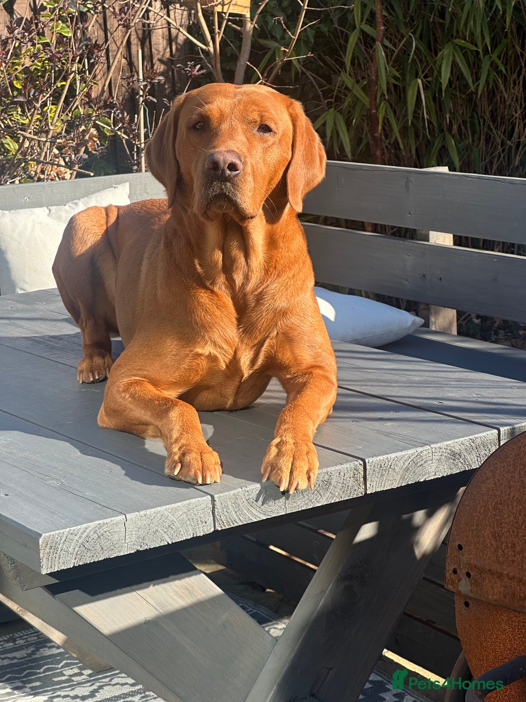 Labrador Retriever dogs for stud: Kc registered proven stud dog  - Advert 9