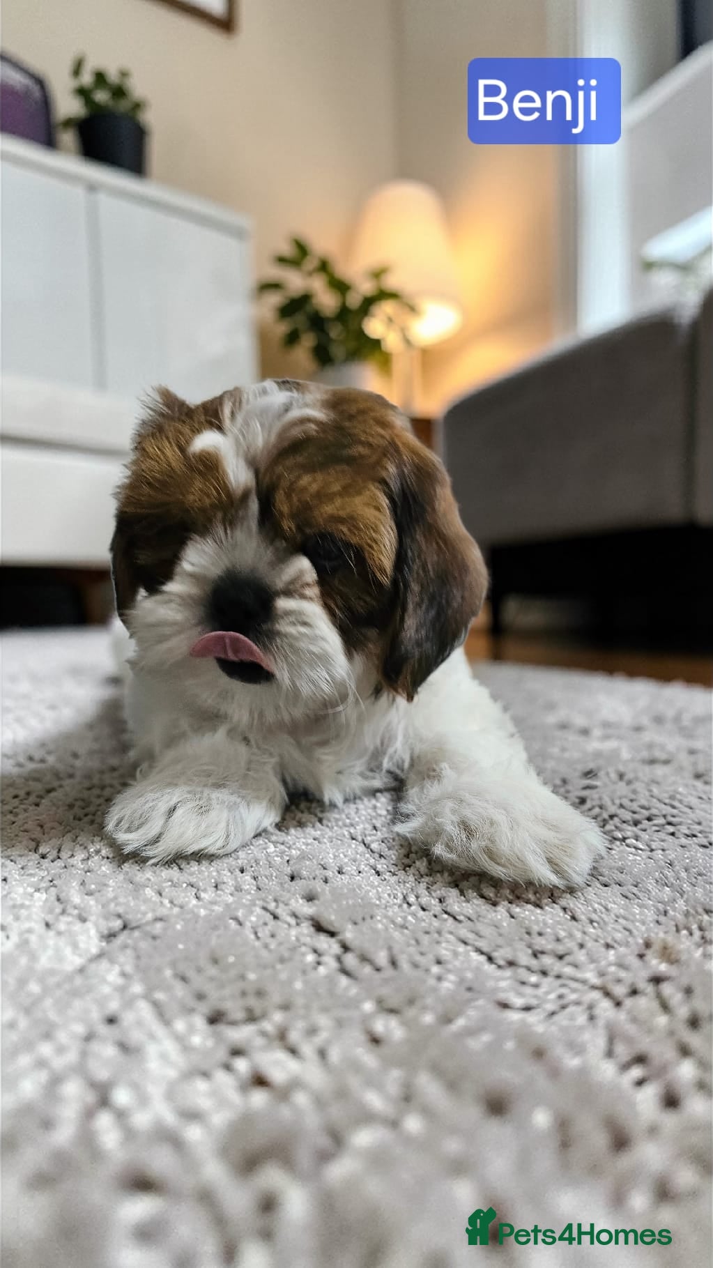 Shih Tzu dogs 💞 QUALITY STANDARD SHIH TZU 💞 - Advert 3