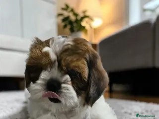 Shih Tzu dogs 💞 QUALITY STANDARD SHIH TZU 💞 - Advert 3