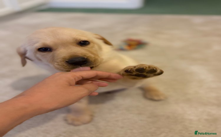Labrador Retriever dogs - Advert 2