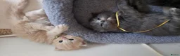 Ragdoll cats for sale: X6 Beautiful Ragdoll/Persian "Perdoll" Kittens - Advert 33