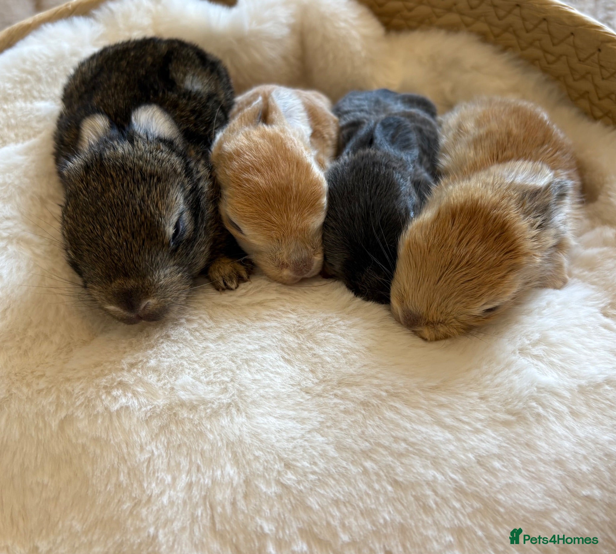 Mixed Breed rabbits Hand reared baby bunnies - Advert 9