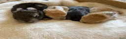 Mixed Breed rabbits for sale: Hand reared baby bunnies - Advert 1
