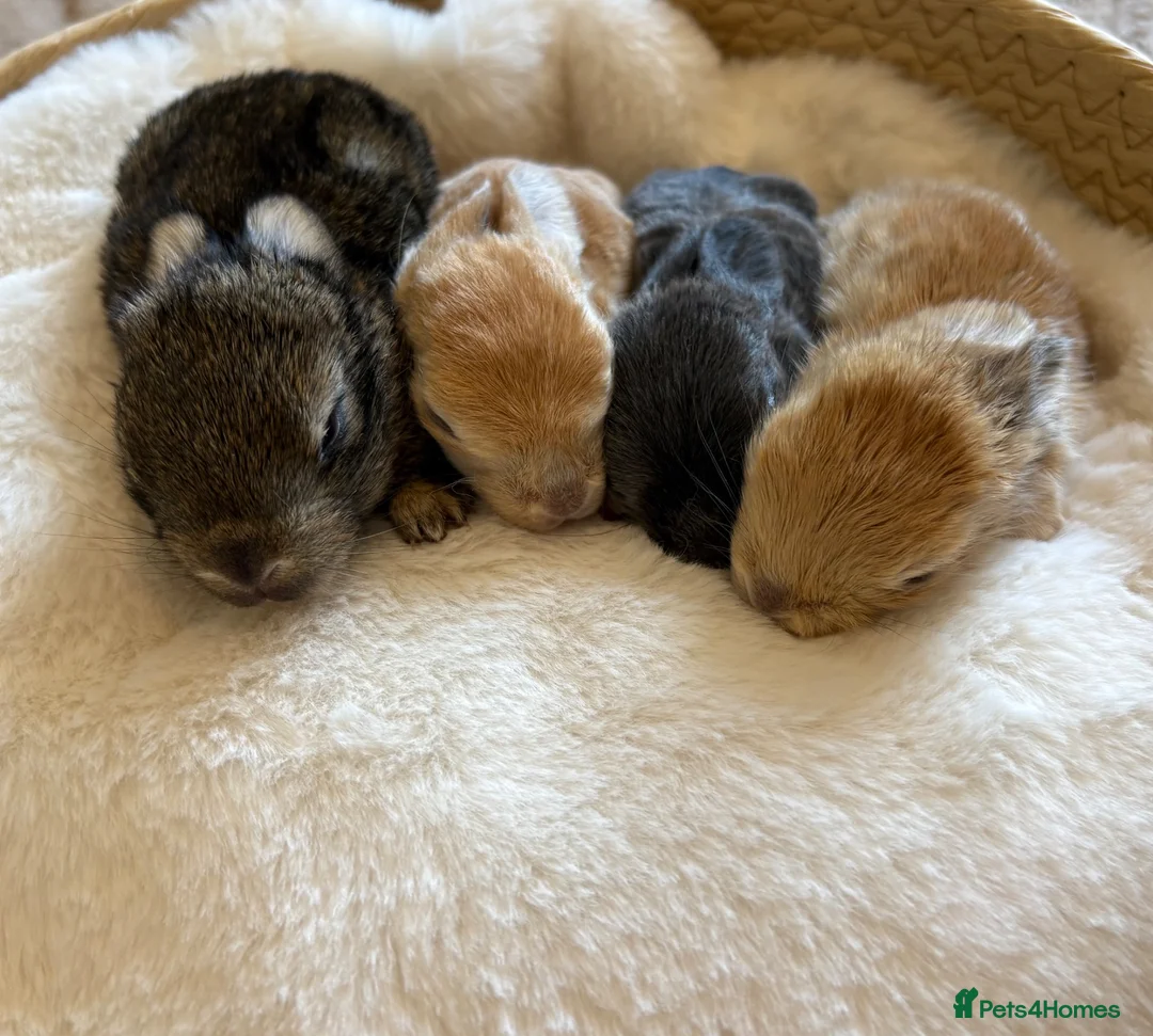 Mixed Breed rabbits for sale: Hand reared baby bunnies - Advert 1